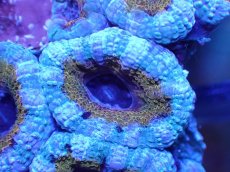 画像1: 【サンゴ】【通販】【オーストラリア産】カクオオトゲキクメイシ（Ultra Grade)（個体販売）No.36（生体）（サンゴ） (1)