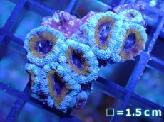 画像2: 【サンゴ】【通販】【オーストラリア産】カクオオトゲキクメイシ（Ultra Grade)（個体販売）No.36（生体）（サンゴ） (2)