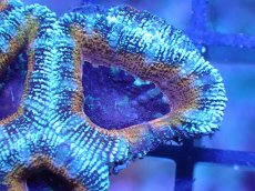 画像1: 【サンゴ】【通販】【オーストラリア産】カクオオトゲキクメイシ（Ultra Grade)（個体販売）No.37（生体）（サンゴ） (1)