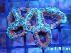 画像2: 【サンゴ】【通販】【オーストラリア産】カクオオトゲキクメイシ（Ultra Grade)（個体販売）No.37（生体）（サンゴ） (2)