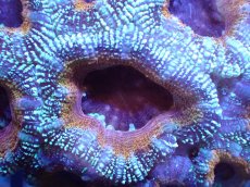 画像1: 【サンゴ】【通販】【オーストラリア産】カクオオトゲキクメイシ（Ultra Grade)（個体販売）No.38（生体）（サンゴ） (1)