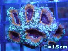 画像2: 【サンゴ】【通販】【オーストラリア産】カクオオトゲキクメイシ（Ultra Grade)（個体販売）No.38（生体）（サンゴ） (2)