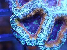 画像1: 【サンゴ】【通販】【オーストラリア産】カクオオトゲキクメイシ（Ultra Grade)（個体販売）No.39（生体）（サンゴ） (1)