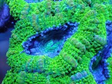 画像1: 【サンゴ】【通販】【オーストラリア産】カクオオトゲキクメイシ（Ultra Grade)（個体販売）No.40（生体）（サンゴ） (1)