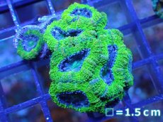 画像2: 【サンゴ】【通販】【オーストラリア産】カクオオトゲキクメイシ（Ultra Grade)（個体販売）No.40（生体）（サンゴ） (2)