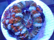 画像1: 【サンゴ】【通販】【オーストラリア産】カクオオトゲキクメイシ（Ultra Grade)（個体販売）No.41（生体）（サンゴ） (1)