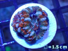 画像2: 【サンゴ】【通販】【オーストラリア産】カクオオトゲキクメイシ（Ultra Grade)（個体販売）No.41（生体）（サンゴ） (2)