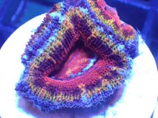 画像1: 【サンゴ】【通販】【オーストラリア産】カクオオトゲキクメイシ（Ultra Grade/フラグ)（個体販売）No.42（生体）（サンゴ） (1)