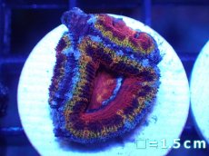 画像2: 【サンゴ】【通販】【オーストラリア産】カクオオトゲキクメイシ（Ultra Grade/フラグ)（個体販売）No.42（生体）（サンゴ） (2)