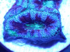 画像1: 【サンゴ】【通販】【オーストラリア産】カクオオトゲキクメイシ（Ultra Grade)（個体販売）No.43（生体）（サンゴ） (1)