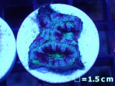 画像2: 【サンゴ】【通販】【オーストラリア産】カクオオトゲキクメイシ（Ultra Grade)（個体販売）No.43（生体）（サンゴ） (2)