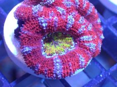 画像1: 【サンゴ】【通販】【オーストラリア産】カクオオトゲキクメイシ（Ultra Grade)（個体販売）No.44（生体）（サンゴ） (1)