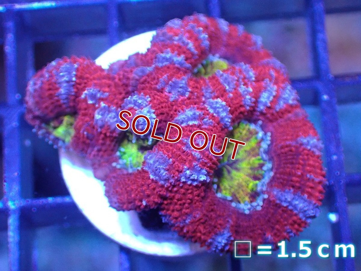 画像2: 【サンゴ】【通販】【オーストラリア産】カクオオトゲキクメイシ（Ultra Grade)（個体販売）No.44（生体）（サンゴ） (2)