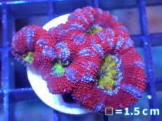 画像2: 【サンゴ】【通販】【オーストラリア産】カクオオトゲキクメイシ（Ultra Grade)（個体販売）No.44（生体）（サンゴ） (2)