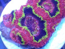 画像1: 【サンゴ】【通販】【オーストラリア産】カクオオトゲキクメイシ（Ultra Grade)（個体販売）No.45（生体）（サンゴ） (1)