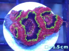 画像2: 【サンゴ】【通販】【オーストラリア産】カクオオトゲキクメイシ（Ultra Grade)（個体販売）No.45（生体）（サンゴ） (2)
