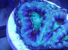 画像1: 【サンゴ】【通販】【オーストラリア産】カクオオトゲキクメイシ（Ultra Grade)（個体販売）No.46（生体）（サンゴ） (1)