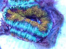 画像1: 【サンゴ】【通販】【オーストラリア産】カクオオトゲキクメイシ（Ultra Grade)（個体販売）No.47（生体）（サンゴ） (1)