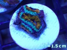 画像2: 【サンゴ】【通販】【オーストラリア産】カクオオトゲキクメイシ（Ultra Grade)（個体販売）No.47（生体）（サンゴ） (2)