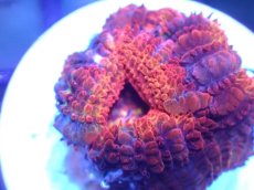 画像1: 【サンゴ】【通販】【オーストラリア産】カクオオトゲキクメイシ（Ultra Grade)（個体販売）No.48（生体）（サンゴ） (1)