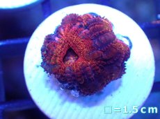 画像2: 【サンゴ】【通販】【オーストラリア産】カクオオトゲキクメイシ（Ultra Grade)（個体販売）No.48（生体）（サンゴ） (2)