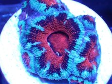 画像1: 【サンゴ】【通販】【オーストラリア産】カクオオトゲキクメイシ（Ultra Grade)（個体販売）No.49（生体）（サンゴ） (1)