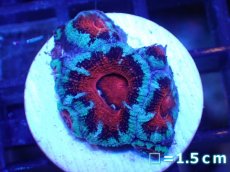 画像2: 【サンゴ】【通販】【オーストラリア産】カクオオトゲキクメイシ（Ultra Grade)（個体販売）No.49（生体）（サンゴ） (2)