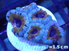 画像2: 【サンゴ】【通販】【オーストラリア産】カクオオトゲキクメイシ（Ultra Grade)（個体販売）No.50（生体）（サンゴ） (2)