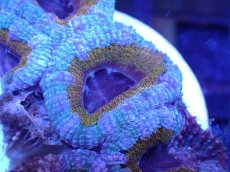 画像1: 【サンゴ】【通販】【オーストラリア産】カクオオトゲキクメイシ（Ultra Grade)（個体販売）No.51（生体）（サンゴ） (1)