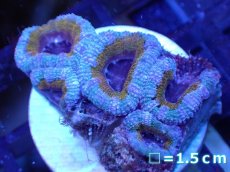 画像2: 【サンゴ】【通販】【オーストラリア産】カクオオトゲキクメイシ（Ultra Grade)（個体販売）No.51（生体）（サンゴ） (2)