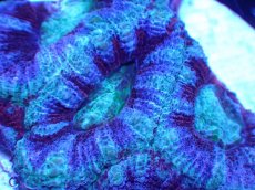 画像1: 【サンゴ】【通販】【オーストラリア産】カクオオトゲキクメイシ（Ultra Grade)（個体販売）No.52（生体）（サンゴ） (1)