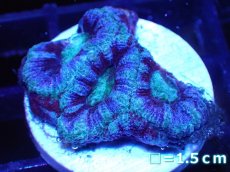 画像2: 【サンゴ】【通販】【オーストラリア産】カクオオトゲキクメイシ（Ultra Grade)（個体販売）No.52（生体）（サンゴ） (2)