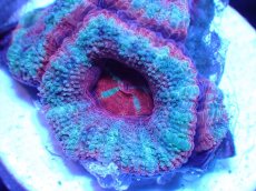 画像1: 【サンゴ】【通販】【オーストラリア産】カクオオトゲキクメイシ（Ultra Grade)（個体販売）No.53（生体）（サンゴ） (1)