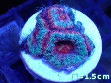 画像2: 【サンゴ】【通販】【オーストラリア産】カクオオトゲキクメイシ（Ultra Grade)（個体販売）No.53（生体）（サンゴ） (2)