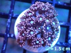 画像1: 【サンゴ】【通販】【オーストラリア産】ハナガササンゴ（Ultra Grade)（個体販売）（生体）（サンゴ） (1)