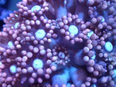 画像2: 【サンゴ】【通販】【オーストラリア産】ハナガササンゴ（Ultra Grade)（個体販売）（生体）（サンゴ） (2)