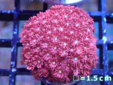 画像1: 【サンゴ】【通販】【オーストラリア産】ハナガササンゴ（Ultra Grade)（個体販売）（生体）（サンゴ） (1)