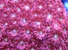 画像2: 【サンゴ】【通販】【オーストラリア産】ハナガササンゴ（Ultra Grade)（個体販売）（生体）（サンゴ） (2)