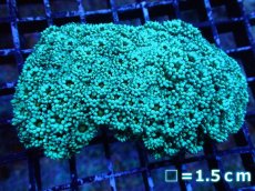 画像1: 【サンゴ】【通販】【オーストラリア産】ハナガササンゴ（Yellow Snow Cone)（個体販売）（生体）（サンゴ） (1)