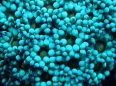 画像2: 【サンゴ】【通販】【オーストラリア産】ハナガササンゴ（Yellow Snow Cone)（個体販売）（生体）（サンゴ） (2)