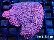 画像1: 【サンゴ】【通販】【オーストラリア産】ハナガササンゴ（Pink)（個体販売）（生体）（サンゴ） (1)