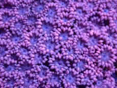 画像2: 【サンゴ】【通販】【オーストラリア産】ハナガササンゴ（Pink)（個体販売）（生体）（サンゴ） (2)