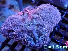 画像1: 【サンゴ】【通販】【オーストラリア産】ハナガササンゴ（Purple/Pink)（個体販売）（生体）（サンゴ） (1)