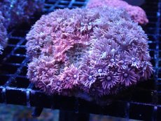 画像2: 【サンゴ】【通販】【オーストラリア産】ハナガササンゴ（Purple/Pink)（個体販売）（生体）（サンゴ） (2)