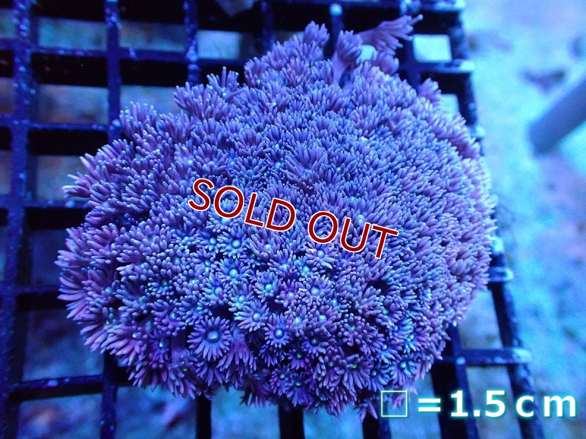 画像1: 【サンゴ】【通販】【オーストラリア産】ハナガササンゴ（Purple/Yellow Core)　Mサイズ（個体販売）No.1（生体）（サンゴ） (1)