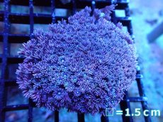 画像1: 【サンゴ】【通販】【オーストラリア産】ハナガササンゴ（Purple/Yellow Core)　Mサイズ（個体販売）No.1（生体）（サンゴ） (1)