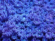 画像2: 【サンゴ】【通販】【オーストラリア産】ハナガササンゴ（Purple/Yellow Core)　Mサイズ（個体販売）No.1（生体）（サンゴ） (2)