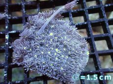 画像1: 【サンゴ】【通販】【オーストラリア産】ハナガササンゴ（Purple/Yellow Core)　Mサイズ（個体販売）No.2（生体）（サンゴ） (1)
