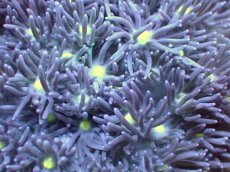 画像2: 【サンゴ】【通販】【オーストラリア産】ハナガササンゴ（Purple/Yellow Core)　Mサイズ（個体販売）No.2（生体）（サンゴ） (2)