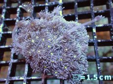 画像1: 【サンゴ】【通販】【オーストラリア産】ハナガササンゴ（Purple/Yellow Core)　Mサイズ（個体販売）No.3（生体）（サンゴ） (1)